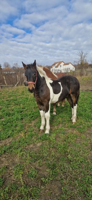 Manz tarcat de 5 luni