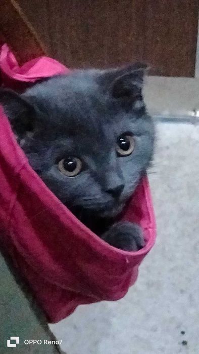 Породистый британский кот посетит кошечку на вязку