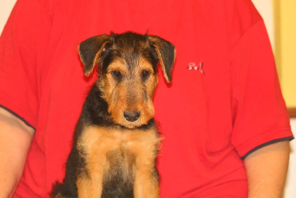 pui airedale terrier