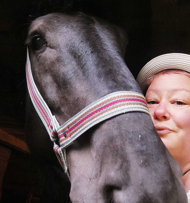 Ofer armăsar Ardenez pentru inseminare (montă)