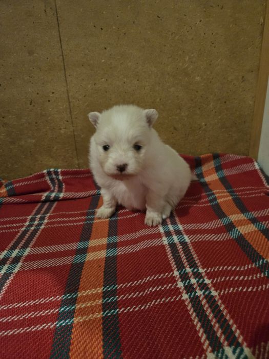 Померан - мини шпиц 3кг.