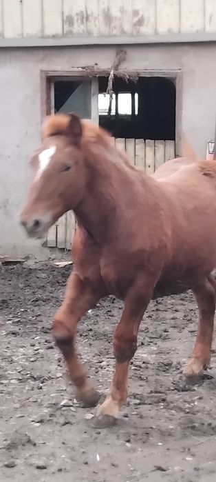 Mânz de 5 luni de vanzare