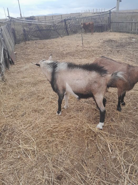 Альпийский порода ешкілер сатылады
