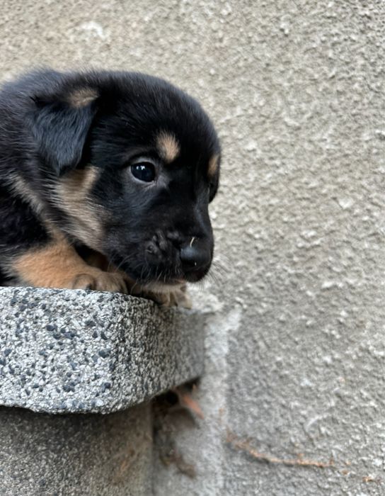 Мъжки кученца - двумесечни, обезпаразитени