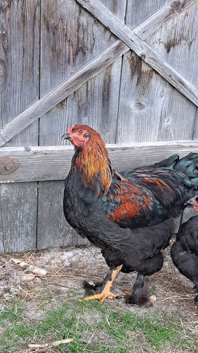 Vand 3 cocosi din primavara