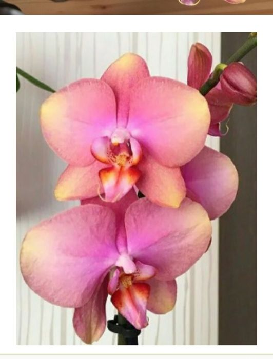Орхидея сорт Розетта
