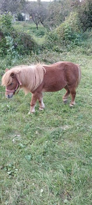 De vânzare iapă  frumoasă