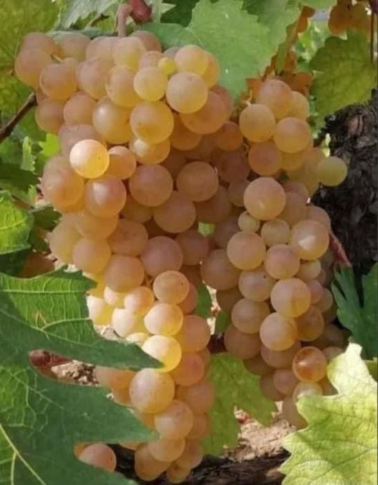 Vând struguri de vin