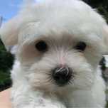 Bichon maltez talie micuta 3 kg adult