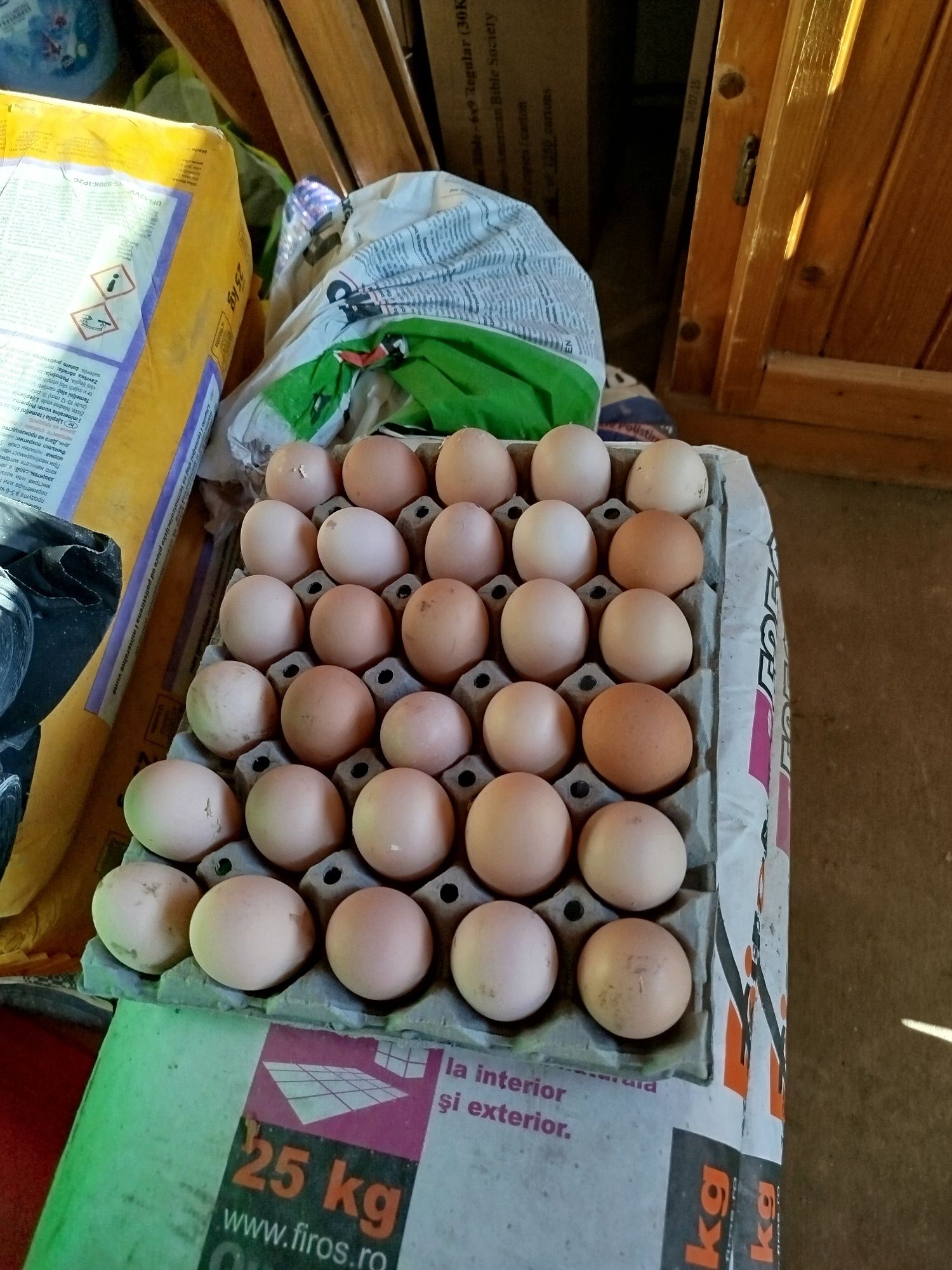 Oua pentru incubat Australorp