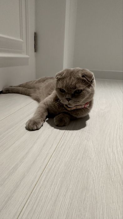 Скотиш вислоухая кошка самка