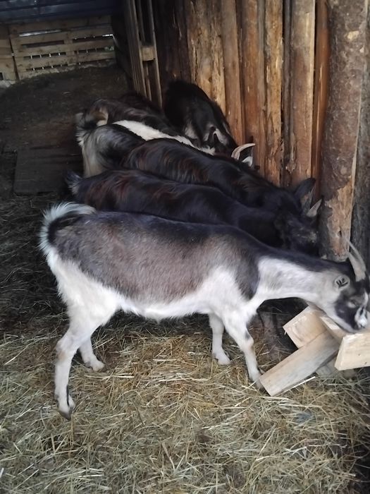 Iede tinere 8 bucati