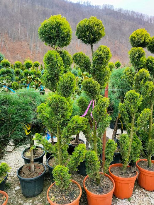 Pom Pom Cupressocyparis Leylandii