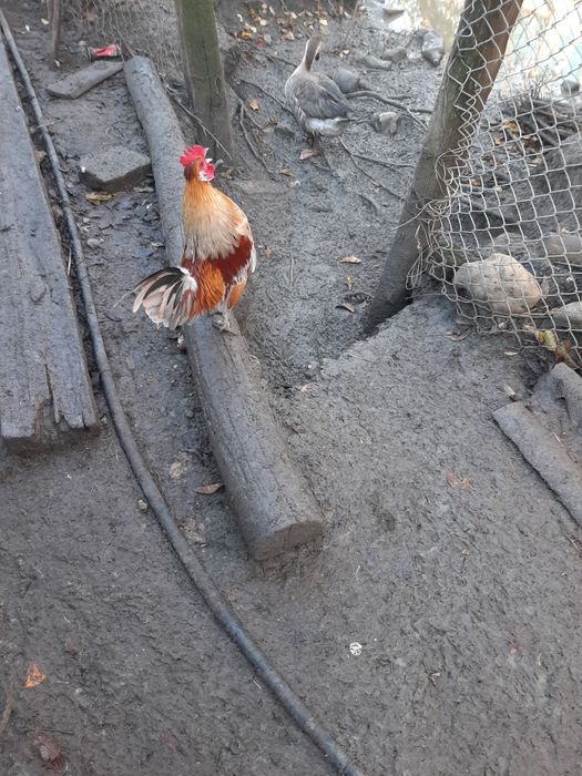 Rate ,Gâște , Cocoși, Iepuri diferite varste si culori