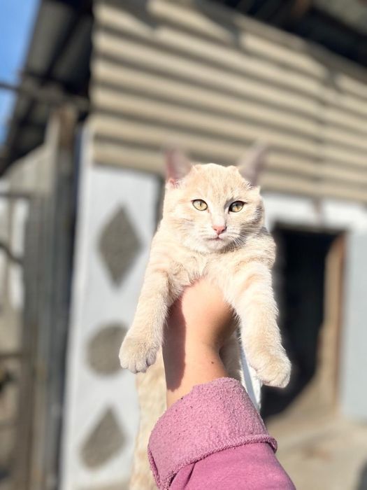 Отдам котенка в добрые руки СРОЧНО!