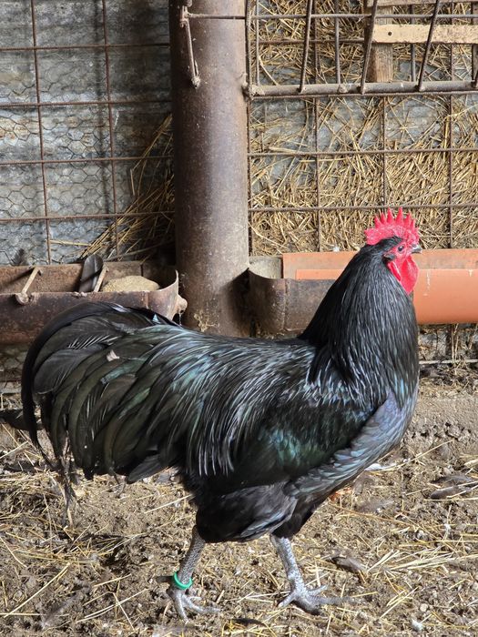 Australorp negru