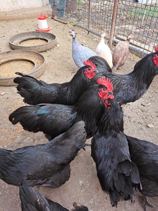 Vând cocoși Austrolop negru