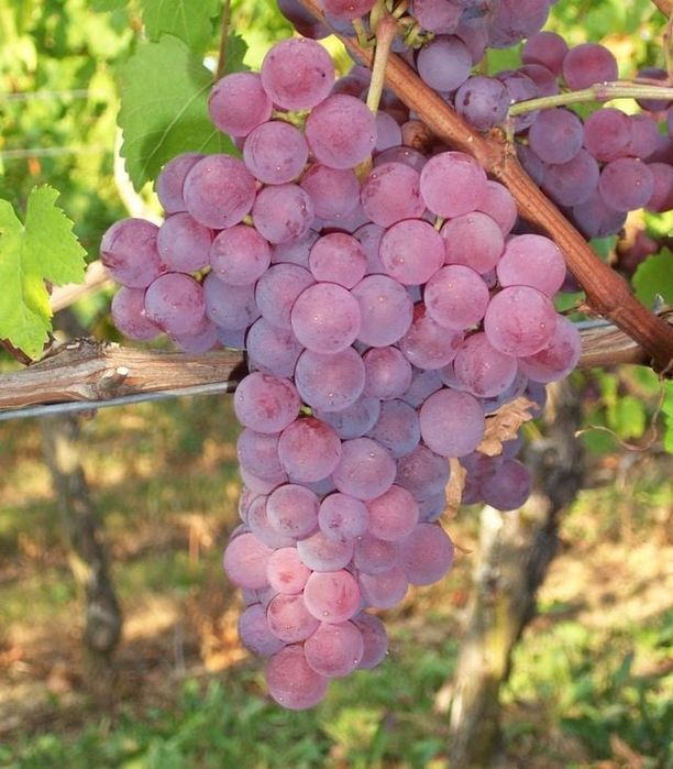 Vita de vie altoita  nobila de masa soiuri roze