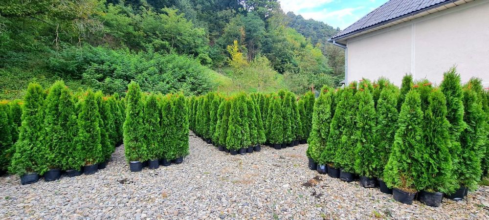 Vand tuia si plante diferite specii