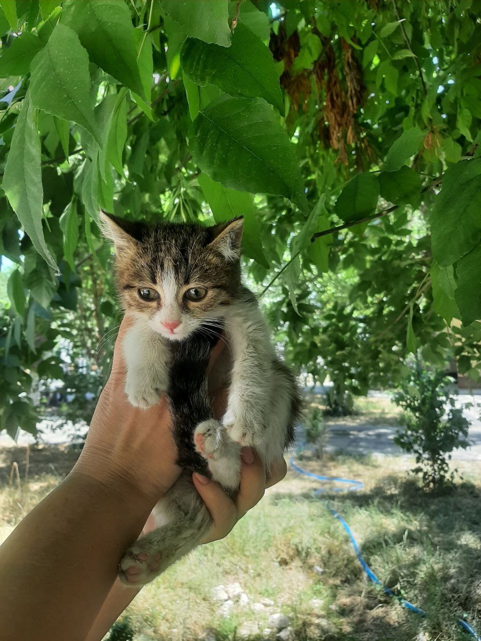 Котята даром в хорошие руки