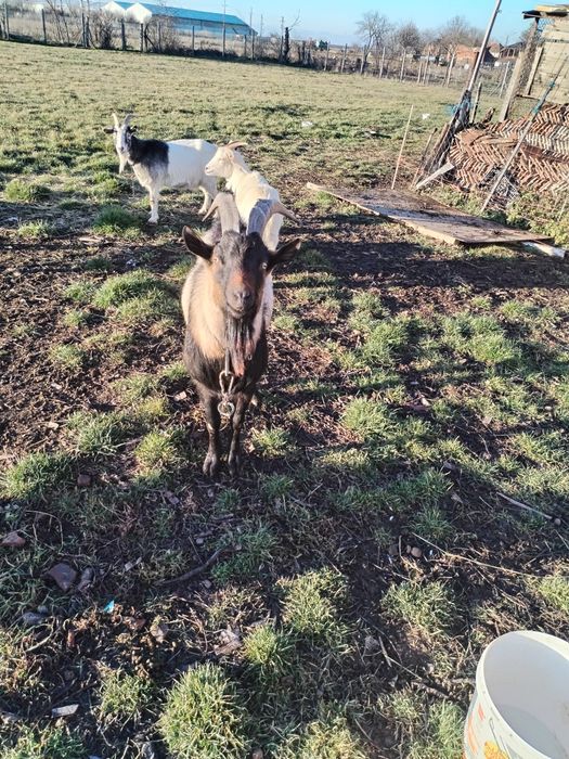 Vând țap alpin francez pur