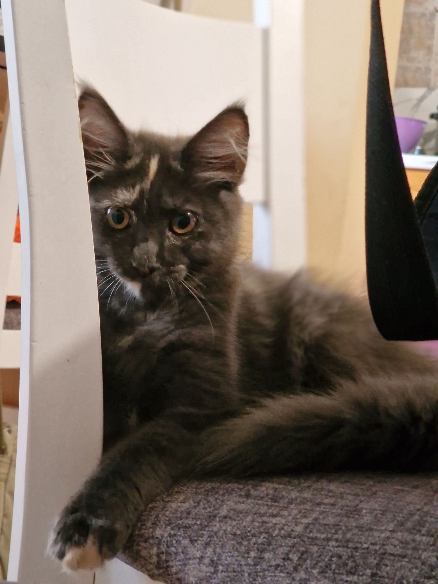 Котета Мейн Куун