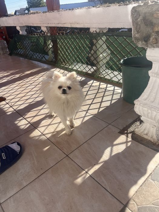 Femela pomeranian mini cu pedigree FCI