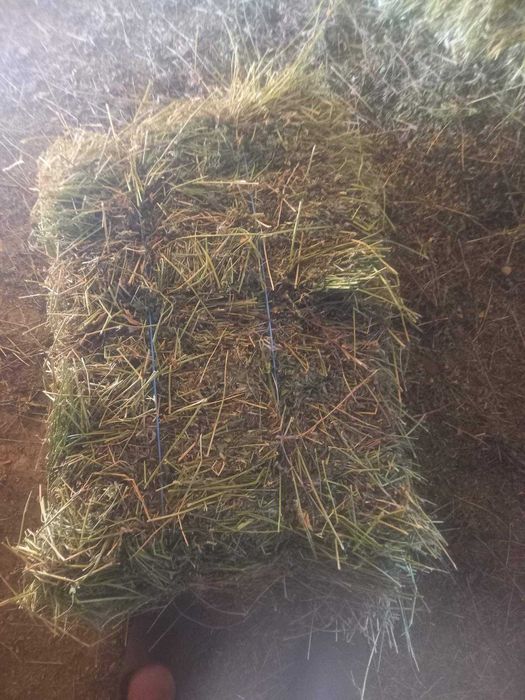 Люцерна и сено!!!