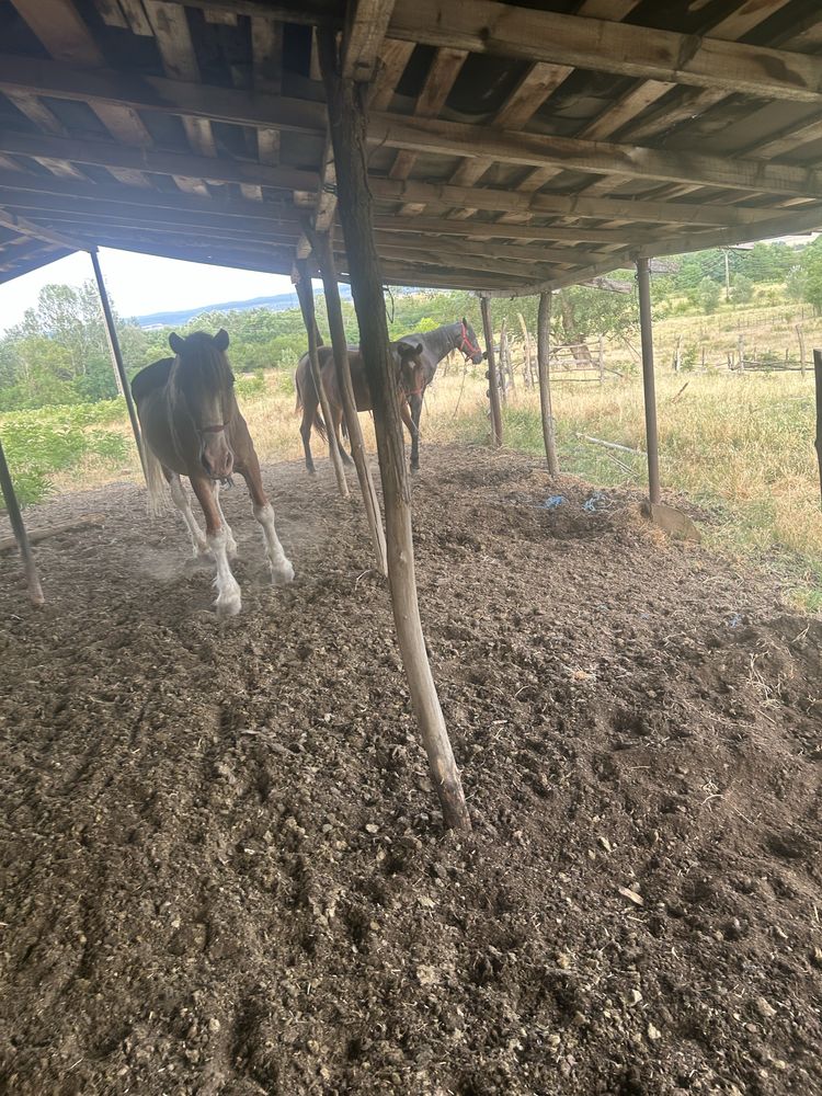 Schimb 3 cai cu o iapa galbena !!!