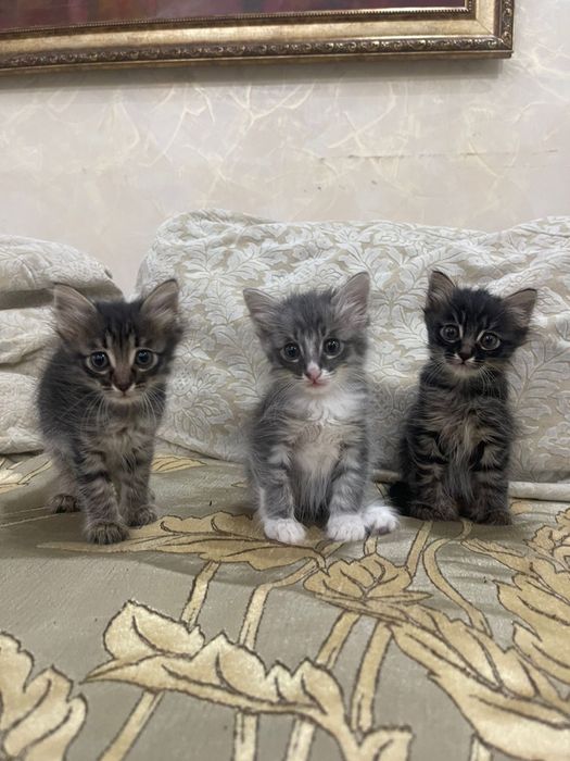 отдам бесплатно котят