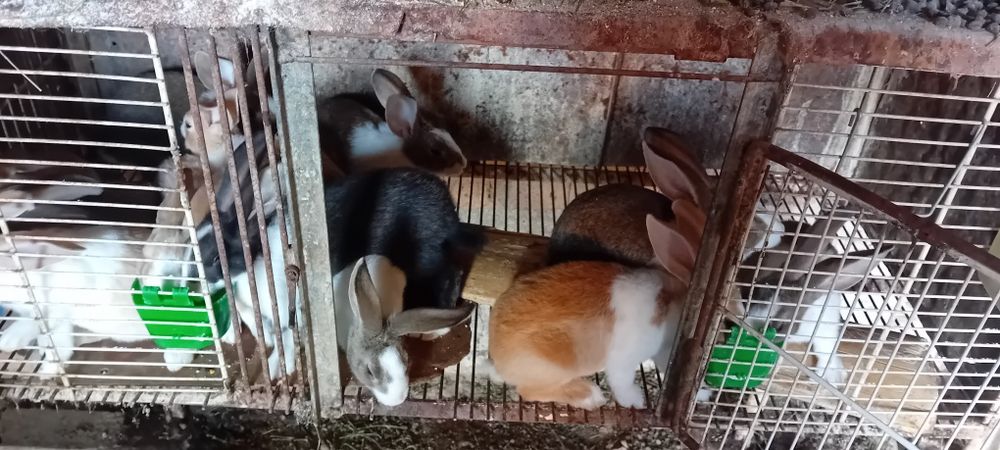 Iepuri hicole gestante de vânzare