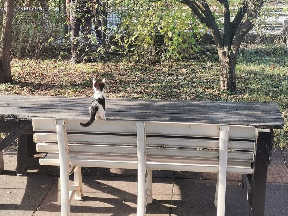 Pisoi - Motanel 2-3 luni – Ilfov, Bucuresti