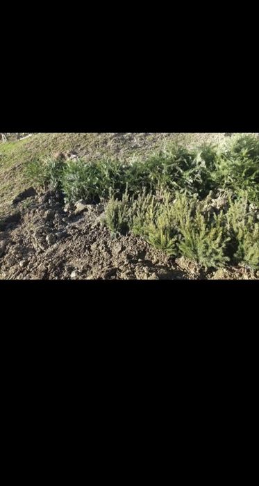 Puieți direct de la producător 100%