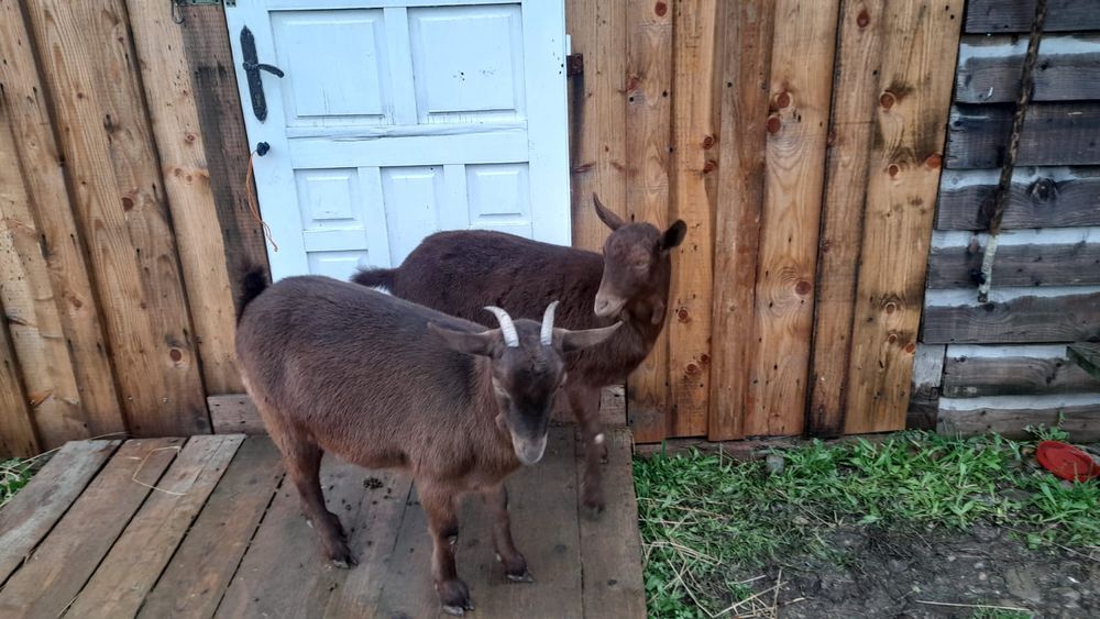 2 iedițe Murciano-Granadina