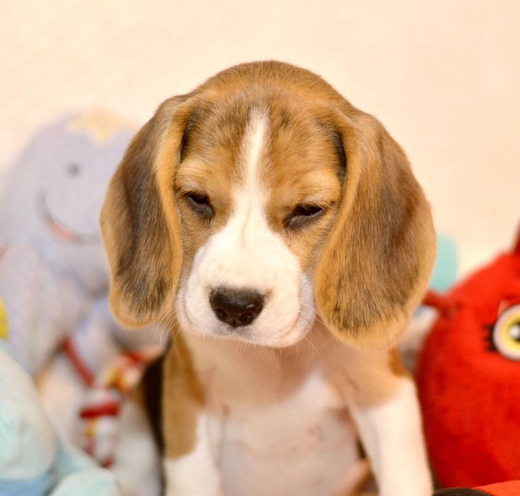 Femela Pui Beagle tricolor din parinti cu pedigree