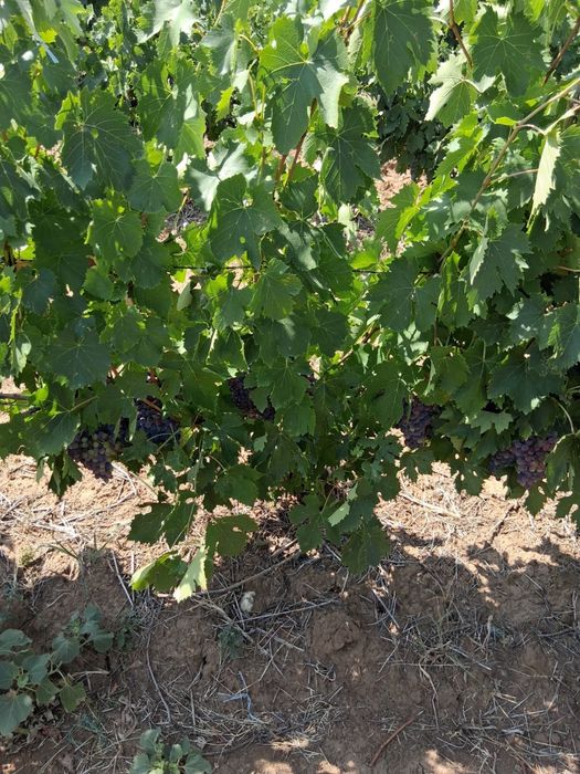 Vând struguri pt vin
