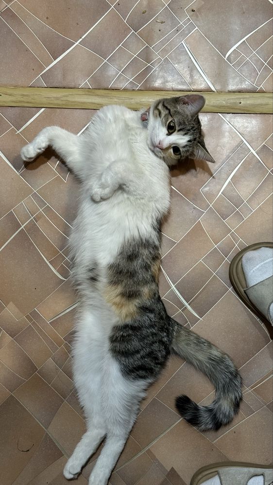 Продаётся котятт