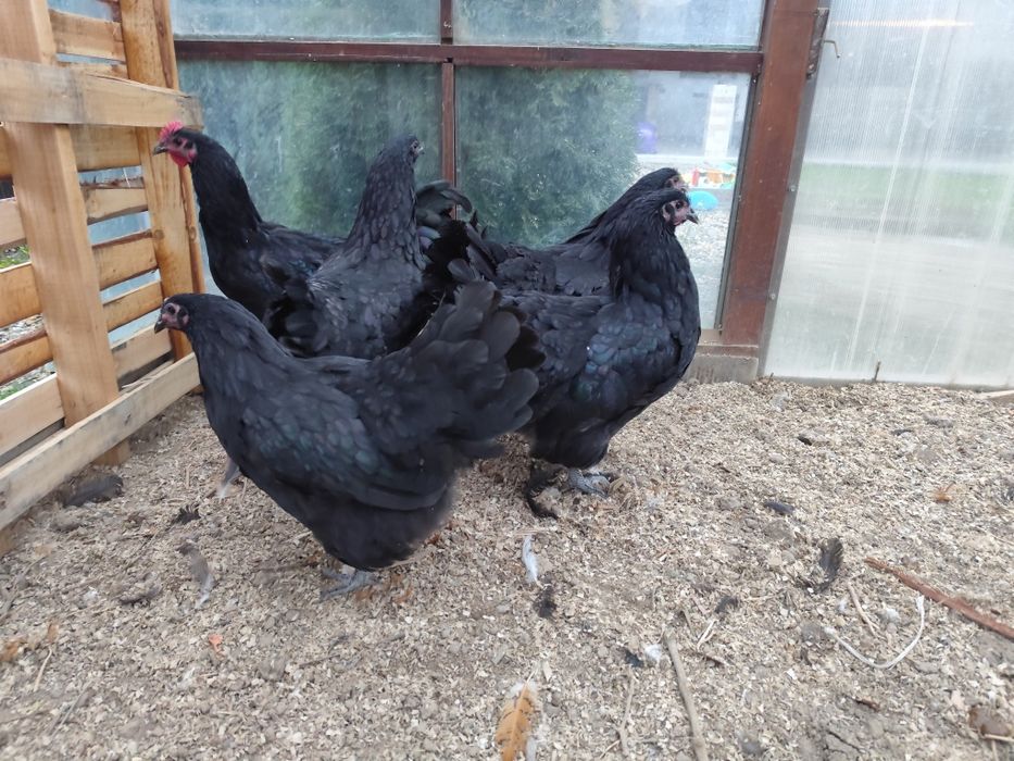Familie australorp, cocosi, gaini oua