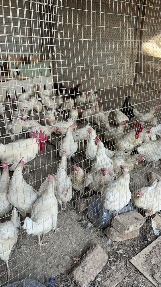 Loman sendi tovuqlari sotiladi 250 ta hammasi bir joyda sotiladi