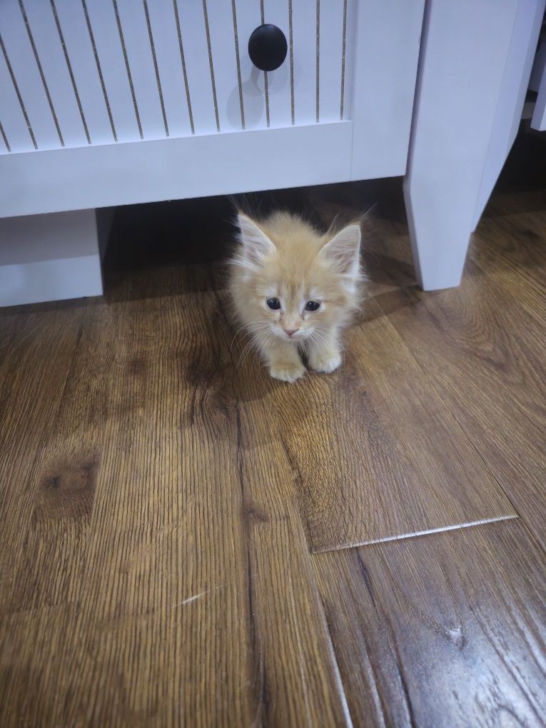 Котёнок домашний