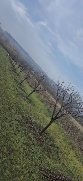 Tund pomi fructiferi