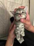 Котята от британца и сибирской кошки