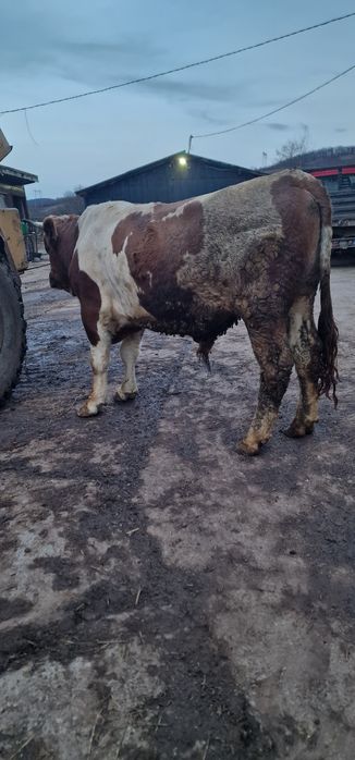 Vand doi tauri baltati