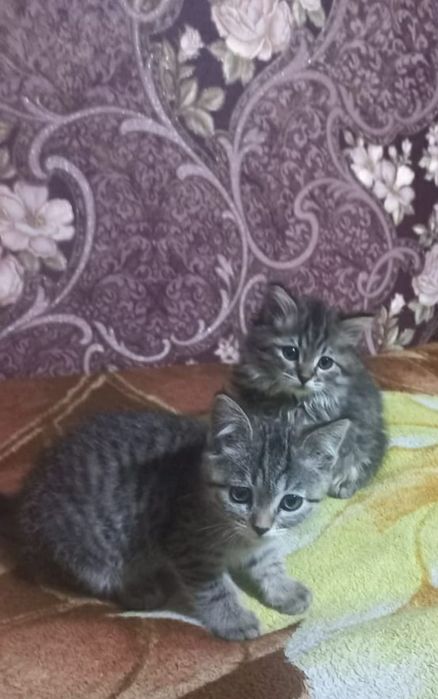 Котята бесплатно