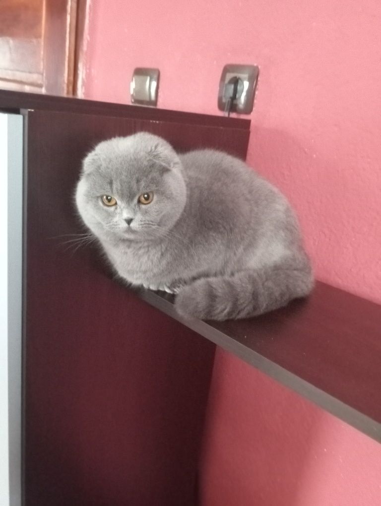 Шотландска клепоуха котка