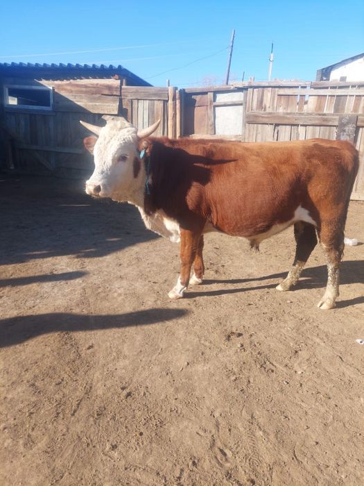 Продам быки белеголовый.