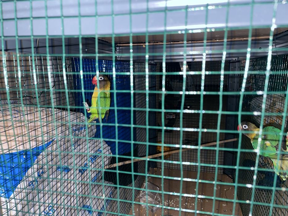 Pereche Papagali agapornis personata