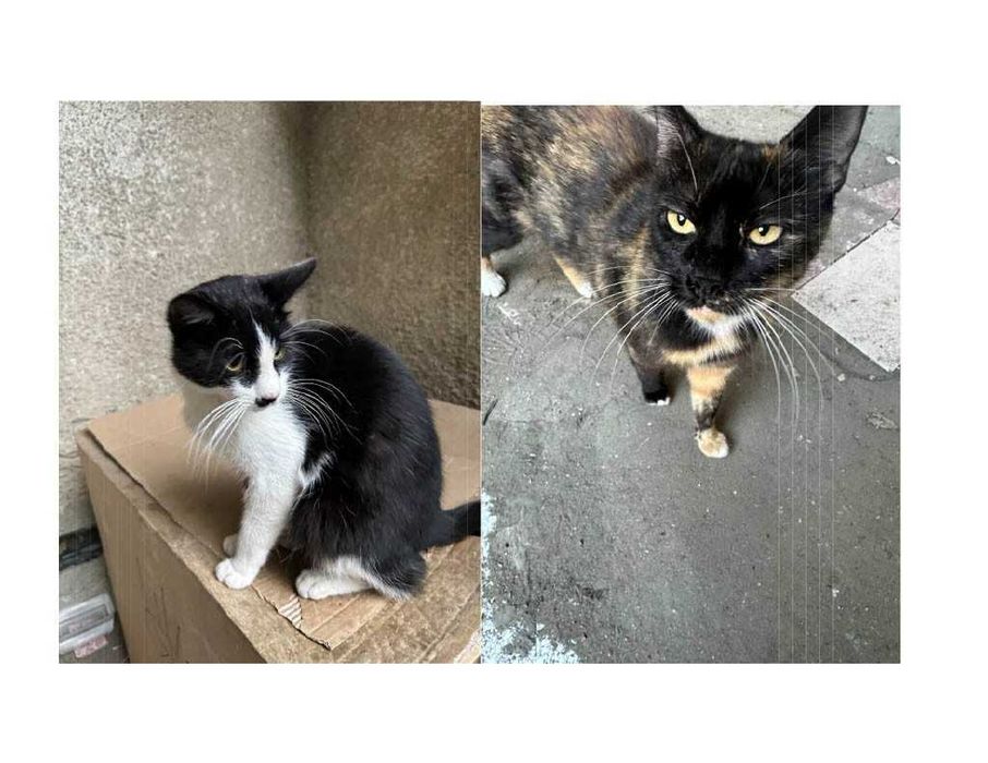 Pisici pentru adoptie