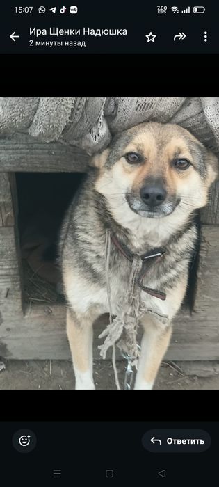 Девочка ищет дом