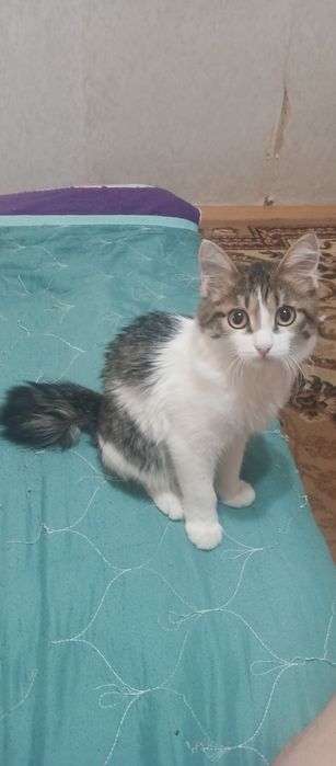 Отдам даром котенка мужского пола 6 месяцев.